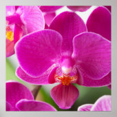Roze orchidee ventilator - Sjabloon van Floral Orc Poster (Voorkant)