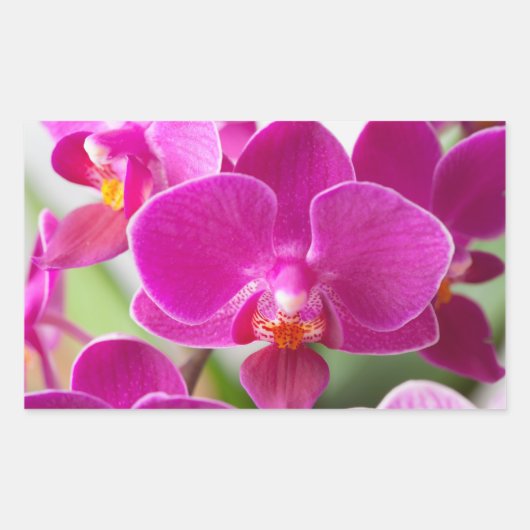 Roze orchidee ventilator - Sjabloon van Floral Orc Rechthoekige Sticker (Voorkant)