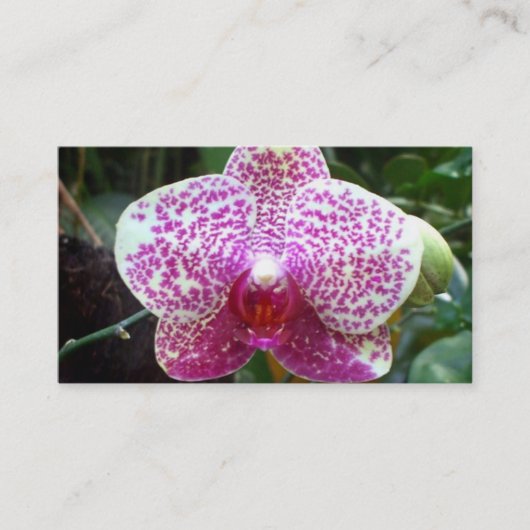 Roze orchidee Visitekaartjes (Voorkant)