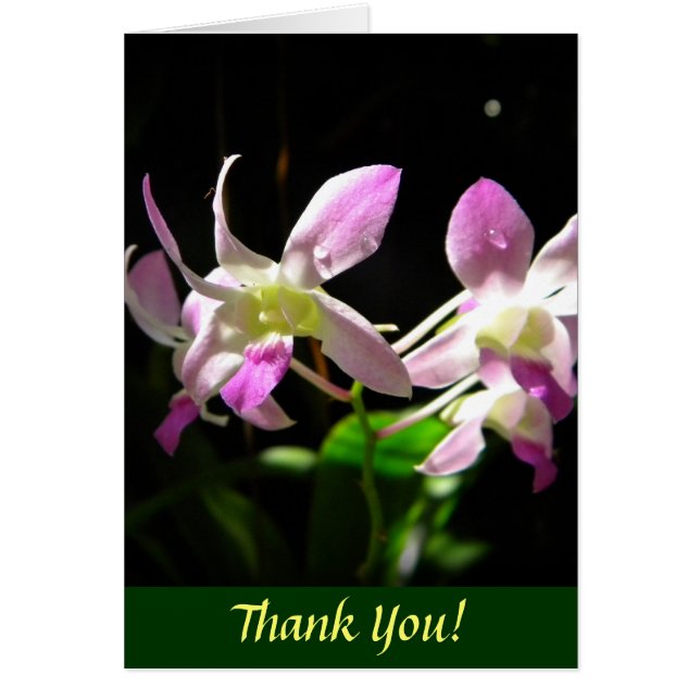 Roze orchideeën (Voorkant)