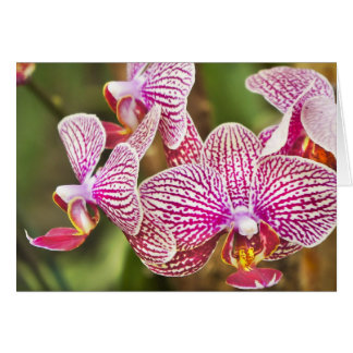 Roze orchideeën