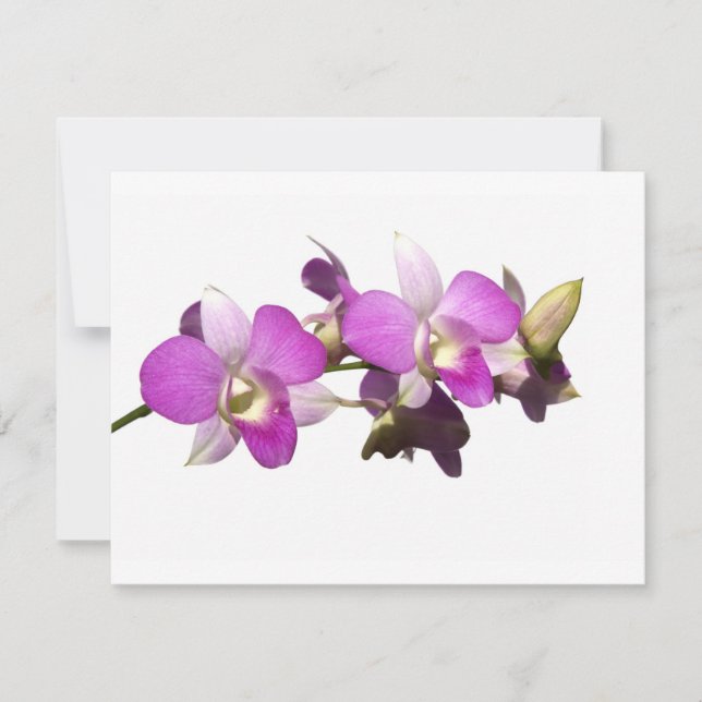 Roze orchideeën (Voorkant)