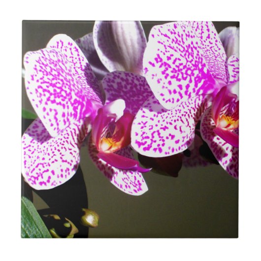 Roze orchideeën 1 tegeltje (Voorkant)