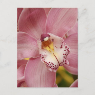 Roze orchideeën Briefkaart