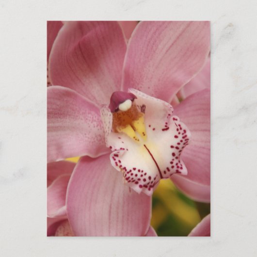 Roze orchideeën Briefkaart (Voorkant)