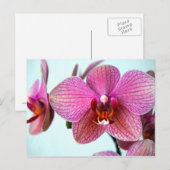 Roze orchideeën briefkaart (Voorkant / Achterkant)