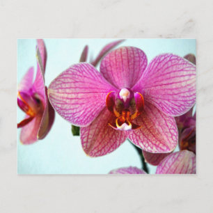 Roze orchideeën briefkaart