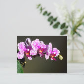 Roze orchideeën briefkaart (Staand voorkant)