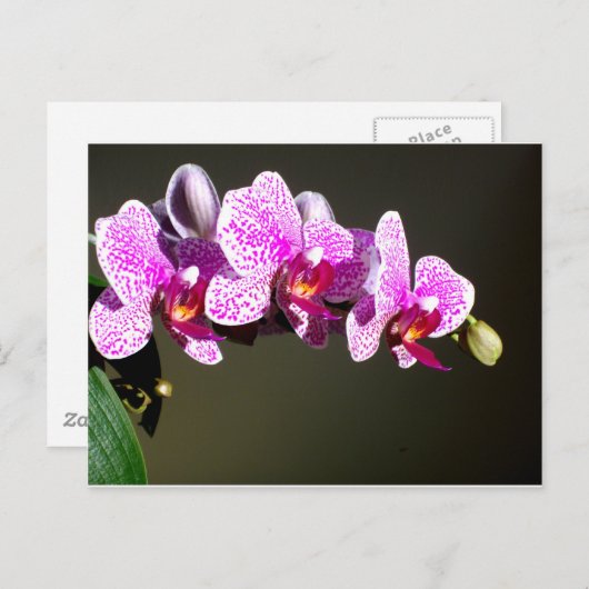 Roze orchideeën briefkaart (Voorkant / Achterkant)