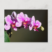 Roze orchideeën briefkaart (Voorkant)