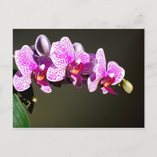 Roze orchideeën briefkaart (Voorkant)