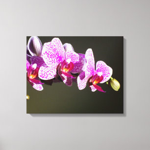 Roze orchideeën canvas afdruk