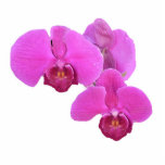 Roze orchideeën fotobeeldje ornament<br><div class="desc">Roze orchideeën maken een prachtig 3D-ornament</div>