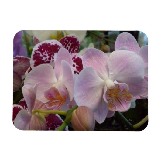 Roze orchideeën Magnet Magneet (Horizontaal)