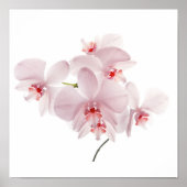 Roze orchideeën poster (Voorkant)