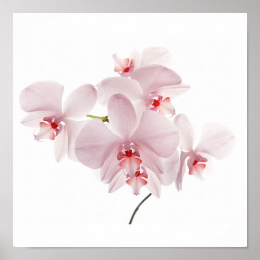 Roze orchideeën poster (Voorkant)