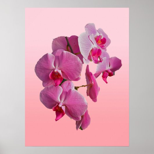 Roze orchideeën Poster (Voorkant)