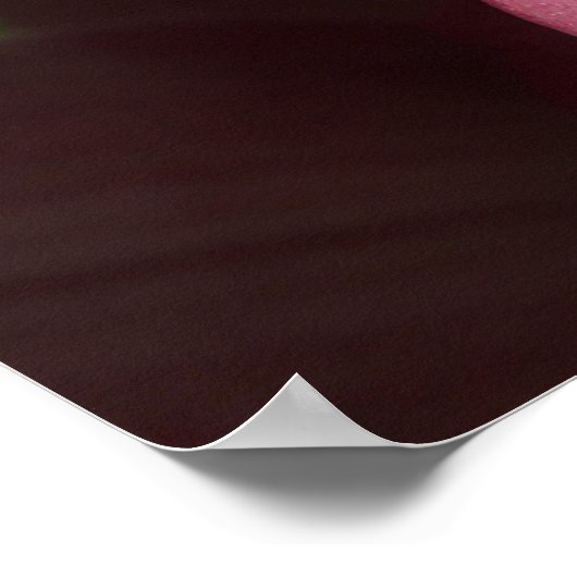 Roze orchideeën poster (Hoek)