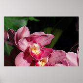 Roze orchideeën poster (Voorkant)