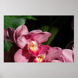 Roze orchideeën poster