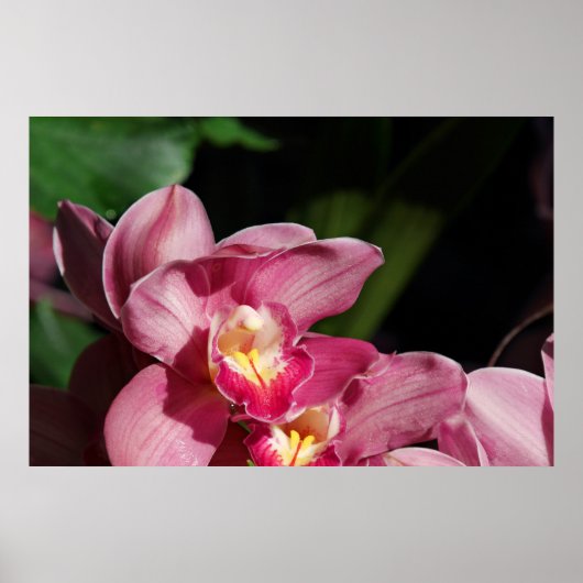 Roze orchideeën poster (Voorkant)