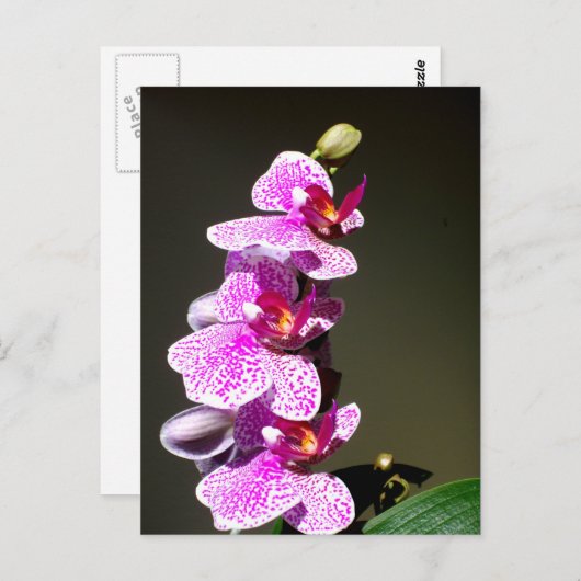 Roze orchideeën, romantische tropische floraal briefkaart (Voorkant / Achterkant)