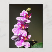 Roze orchideeën, romantische tropische floraal briefkaart (Voorkant)