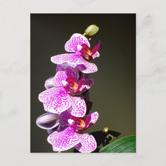 Roze orchideeën, romantische tropische floraal briefkaart (Voorkant)