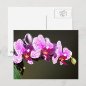 Roze orchideeën, roze tropische bloemen briefkaart (Voorkant / Achterkant)