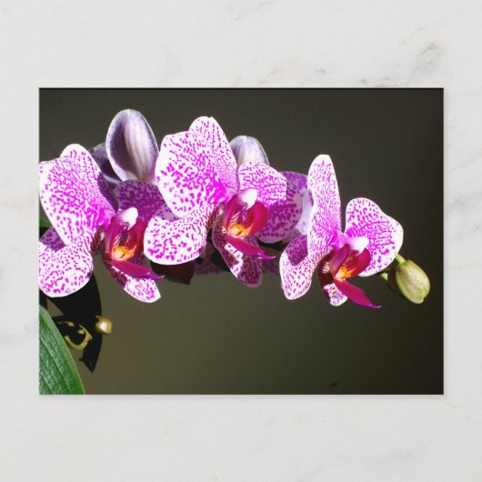 Roze orchideeën, roze tropische bloemen briefkaart (Voorkant)