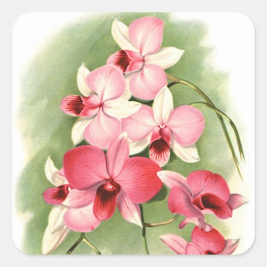 Roze orchideeën - Sticker (Voorkant)
