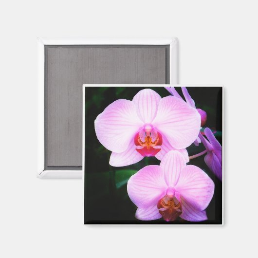 Roze Orchideeën uit het Paradijs Magneet (Voorkant / Achterkant)