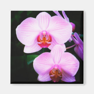 Roze Orchideeën uit het Paradijs Magneet