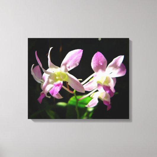 Roze Orchideeën Verpakt Canvas Afdruk (Voorkant)