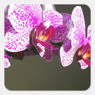 Roze orchideeën vierkante sticker