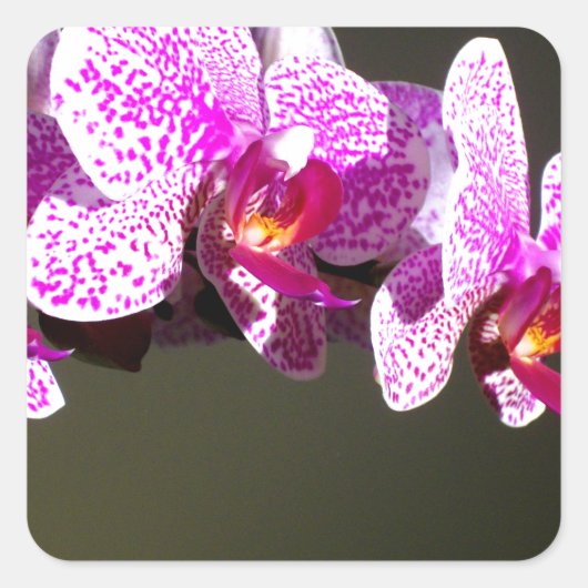 Roze orchideeën vierkante sticker (Voorkant)
