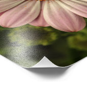 Roze osteospermum foto afdruk (Hoek)