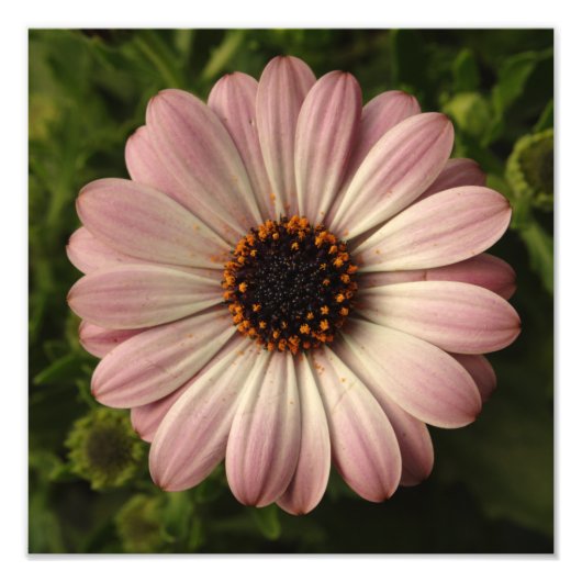 Roze osteospermum foto afdruk (Voorkant)