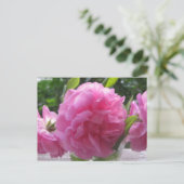 Roze oude gefaseerde Rozen Briefkaart (Staand voorkant)