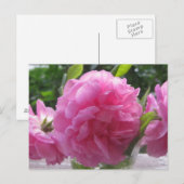 Roze oude gefaseerde Rozen Briefkaart (Voorkant / Achterkant)