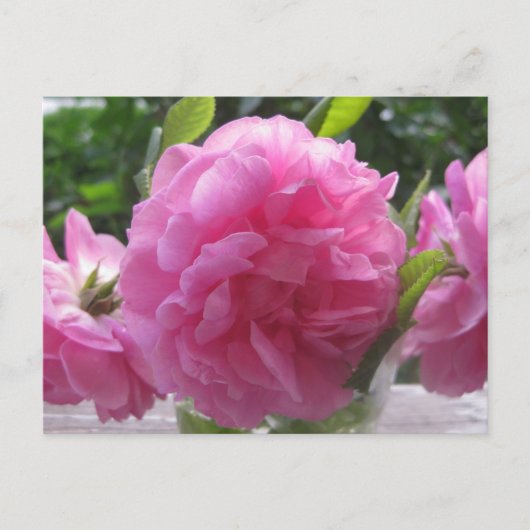 Roze oude gefaseerde Rozen Briefkaart (Voorkant)