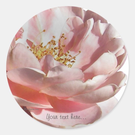 Roze ouderwets Engels Roos bruiloft zegels (Voorkant)