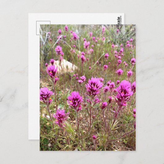 Roze Owls Clover Wildbloemen Briefkaart (Voorkant / Achterkant)
