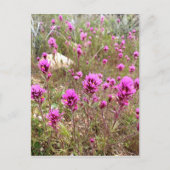 Roze Owls Clover Wildbloemen Briefkaart (Voorkant)