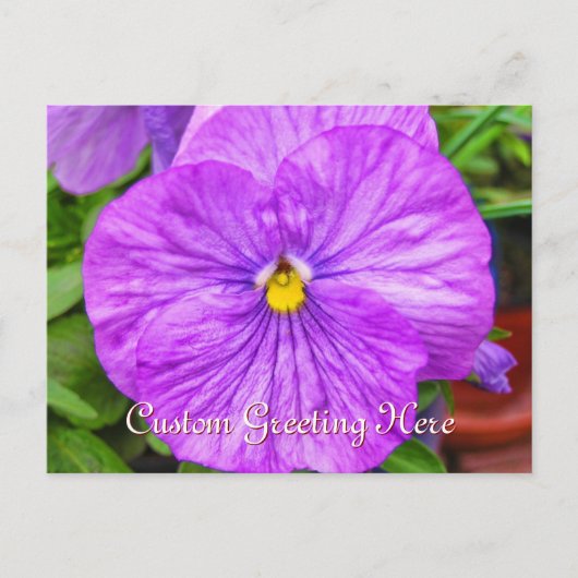 Roze Paars Pansy Flower Briefkaart (Voorkant)