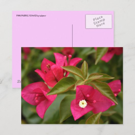 roze/paarse bloem briefkaart (Voorkant / Achterkant)