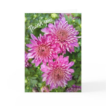 Roze-paarse chrysanten met regendruppels
