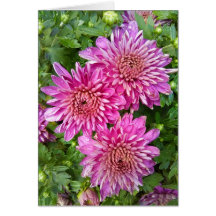 Roze-Paarse Chrysanthema met Raindrops-Kaart
