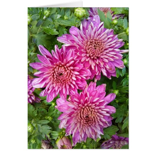 Roze-Paarse Chrysanthema met Raindrops-Kaart (Voorkant)
