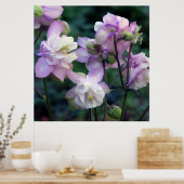 Roze Paarse Columbinebloemen Poster (Keuken)